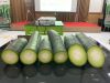 WAX GOURD F1- GREEN 558 - anh 2