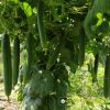 smooth-luffa-f1-melo-58 - ảnh nhỏ 4
