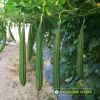 ridge-luffa-f1-adaptation-11 - ảnh nhỏ  1