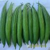 snake-luffa-f1-glory-02 - ảnh nhỏ  1