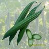 snake-luffa-f1-glory-02 - ảnh nhỏ 2