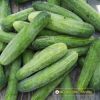 cucumber-f1-galaxy-115 - ảnh nhỏ  1