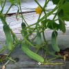 cucumber-f1-galaxy-115 - ảnh nhỏ 2