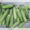 cucumber-f1-galaxy-115 - ảnh nhỏ 3