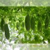 bitter-gourd-f1-waldo-n0-1 - ảnh nhỏ  1