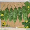 bitter-gourd-f1-waldo-n0-1 - ảnh nhỏ 2