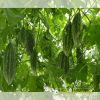 bitter-gourd-f1-waldo-n0-1 - ảnh nhỏ 3