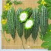 bitter-gourd-f1-waldo-n0-2 - ảnh nhỏ  1