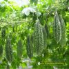 bitter-gourd-f1-waldo-n0-2 - ảnh nhỏ 2