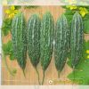 bitter-gourd-f1-waldo-n0-2 - ảnh nhỏ 4