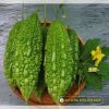 bitter-gourd-f1-dragon-88 - ảnh nhỏ  1