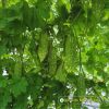bitter-gourd-f1-dragon-88 - ảnh nhỏ 4