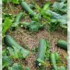 wax-gourd-f1-upland-12 - ảnh nhỏ  1