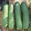 wax-gourd-f1-upland-12 - ảnh nhỏ 2