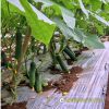 cucumber-f1-galaxy-131 - ảnh nhỏ  1