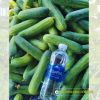 cucumber-f1-galaxy-131 - ảnh nhỏ 2