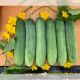 CUCUMBER F1 - LEGEND 307