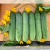cucumber-f1-legend-307 - ảnh nhỏ  1