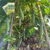 cucumber-f1-legend-307 - ảnh nhỏ 2