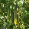 cucumber-f1-legend-307 - ảnh nhỏ 4