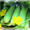 cucumber-f1-legend-307 - ảnh nhỏ 5
