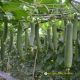SMOOTH LUFFA F1 - MELO 59