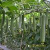 smooth-luffa-f1-melo-59 - ảnh nhỏ  1