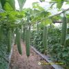 smooth-luffa-f1-melo-59 - ảnh nhỏ 2
