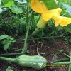 pumpkin-f1-super-dream-59 - ảnh nhỏ 2