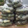 pumpkin-f1-super-dream-63 - ảnh nhỏ 4