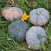 big-round-pumpkin-f1-selina-670 - ảnh nhỏ  1