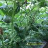 baby-pumpkin-f1-fresh-ball-223 - ảnh nhỏ 3