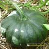 big-round-pumpkin-f1-tlp-368 - ảnh nhỏ  1