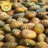 big-round-pumpkin-f1-tlp-368 - ảnh nhỏ 2