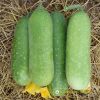 wax-gourd-f1-tlp-5168 - ảnh nhỏ  1