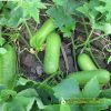 wax-gourd-f1-tlp-5168 - ảnh nhỏ 2