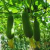 wax-gourd-f1-java-68 - ảnh nhỏ  1
