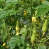 wax-gourd-f1-java-68 - ảnh nhỏ 2