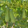 wax-gourd-f1-java-69 - ảnh nhỏ 2