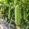 wax-gourd-f1-luxury-5368 - ảnh nhỏ  1