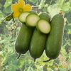 wax-gourd-f1-luxury-5368 - ảnh nhỏ 2