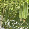 wax-gourd-f1-luxury-5368 - ảnh nhỏ 4