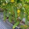 cucumber-f1-galaxy-102 - ảnh nhỏ  1