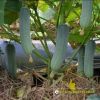 cucumber-f1-galaxy-102 - ảnh nhỏ 2