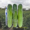 cucumber-f1-galaxy-79 - ảnh nhỏ  1