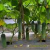 cucumber-f1-galaxy-79 - ảnh nhỏ 2