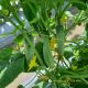 CUCUMBER F1 - LOTUS 236