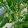 cucumber-f1-lotus-236 - ảnh nhỏ  1