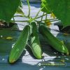 cucumber-f1-lotus-236 - ảnh nhỏ 2