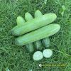 cucumber-f1-galaxy-116 - ảnh nhỏ  1